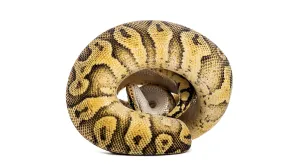 Ball Python Impressions: Ball python, python regius, curled into a tight ball