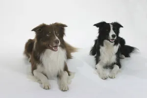 Friendly Animal Impressions: Border-Collies
