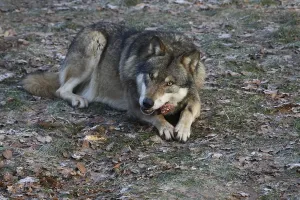 Animal Feed Behavior Impressions: Devouring wolf
