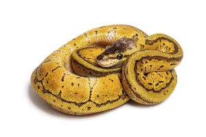 Royal Python Impressions: Lemon blast ball python, python regius