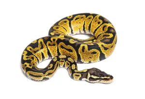 White Background Animal Image Impressions: Pastel ball python, Python Regius