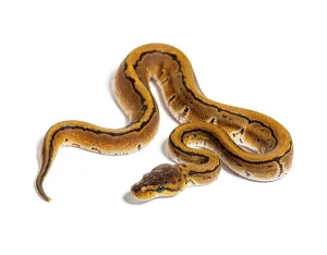 Python Regius Impressions: Pinstripe ball python, python regius