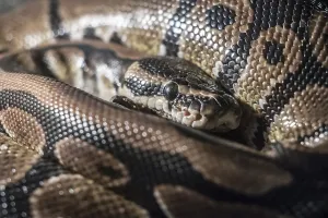 Constrictor Snakes Impressions: Royal Python, or Ball Python (Python regius)