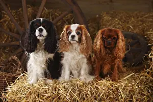 Tricolour Dog Breed Impressions: Cavalier King Charles Spaniel, ruby