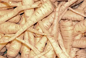 Root Vegetable Images Impressions: Celery