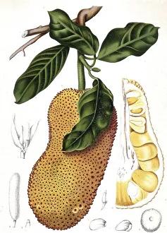 Historic Artwork Reproduction Impressions: Cempedac tree, Artocarpus integer