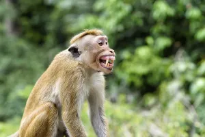 Asia Nature Reserve Impressions: Ceylon hat monkey