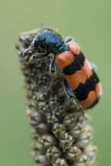 Tyrol Austria Wildlife Impressions: Checkered Bee Beetle (Trichodes apiarius)