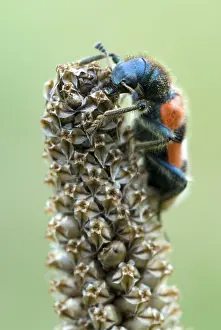 Coléoptères En Damier Impressions: Coléoptère Abeille à Carreaux (Trichodes apiarius)