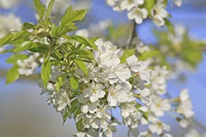Cherry Blossom Close Up Impressions: Cherry tree in bloom