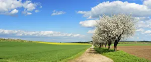 Cherry Trees In Bloom Impressions: Cherry trees in full bloom, field path through fields in spring