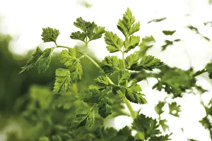 Indoor Plant Photography Impressions: Chervil