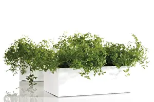 Studio Still Life Photography Impressions: Chervil