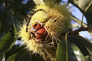 Sweet Chestnut Tree Impressions: Chestnut