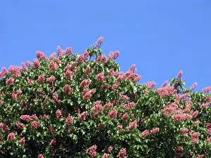 Chestnut Tree Impressions: Chestnut tree