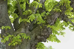 Uninhabited Forest Scene Impressions: Chestnut tree in spring