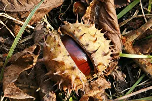 Autumn Landscape Impressions: Chestnuts