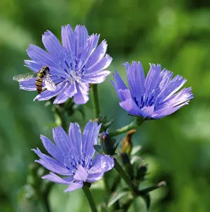 Uninhabited Places Impressions: Chicory