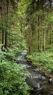 Dense Green Forest Landscape Impressions: A clear stream flows idyllically through a dense