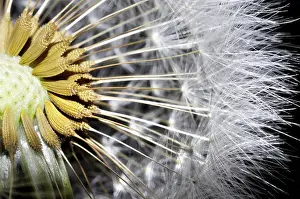 Flowering Plant Section View Impressions: Close Up on a Dandelion