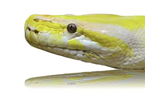 Albino Python Impressions: Close up of a head albino python snake on white background