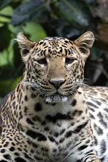 Feliformia Species Image Impressions: Close up photo of a java leopard from dark place