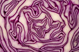 Brassicaceae Plant Details Impressions: Close Up on Red Cabbage