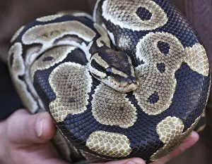 Python à Billes Impressions: Vue rapprochée d'un python royal montrant son joli motif de scutes.