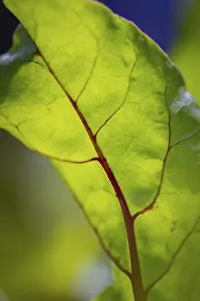 Lower Austria Nature Impressions: Close-up, beetroot leaf (beta)