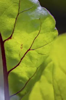 Lower Austria Nature Impressions: Close-up, beetroot leaf (beta)