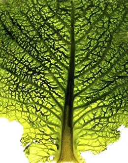 Nature Close Up Shots Impressions: Close-up of a cabbage leaf