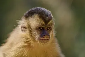 Capuchin Monkey Impressions: Close-up of a capuchin monkey looking to the side with a serious expression