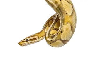 Studio Shot Insect Impressions: Close-up of a firefly python, isolated on white