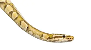 Wild Animal Depiction Impressions: Close-up of a firefly python, isolated on white