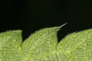 Close Up Leaf Impressions: Close-up of a leaf