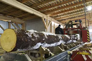 Timber Industry Production Impressions: Close-up of log and worker controls machine on background
