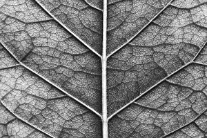 Deserted Agriculture Scene Impressions: Close-up of macro texture of leaf