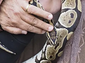 Images Liées Impressions: Vue rapprochée d'un serpent python tenant.
