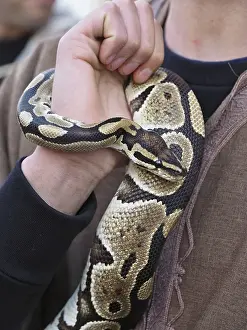 Python à Billes Impressions: Un serpent royal ou python d'Afrique coiffé autour du bras de son manipulateur.