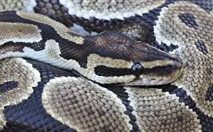 Python à Billes Impressions: Portrait rapproché d'un Python royal, également connu sous le nom de Python ball.