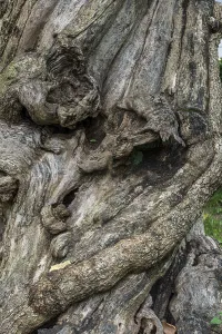 Deserted Tree Roots Impressions: Close-up of a tree root, tree
