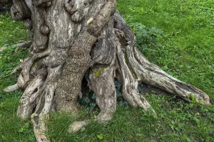 Deserted Tree Detail Impressions: Close-up of a tree root, tree
