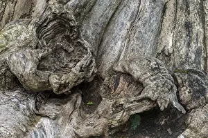 Deserted Tree Roots Impressions: Close-up of a tree root, tree