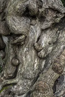 Deserted Tree Roots Impressions: Close-up of a tree root, tree