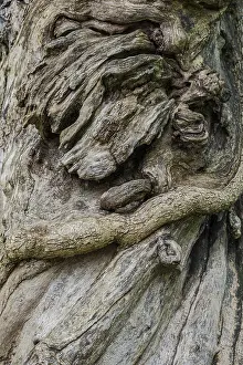 Uninhabited Forest Scenes Impressions: Close-up of a tree root, tree
