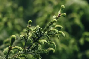 Close Up Pine Tree Impressions: Close up of young twig of pine tree
