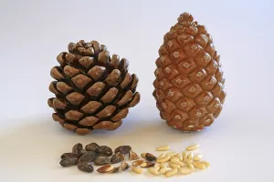 Pine Nut Photography Impressions: Closed and open pine cone, pine nuts with and without shell