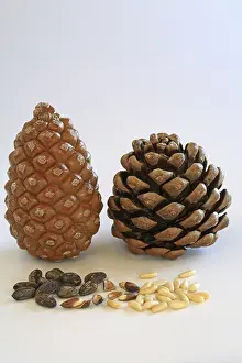 Pine Cone Photography Impressions: Closed and open pine cone, pine nuts with and without shell