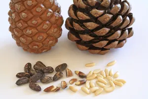 Pine Nut Photography Impressions: Closed and open pine cone, pine nuts with and without shell