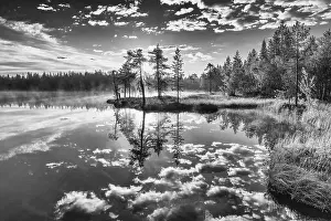 Water Reflection In Forest Impressions: Cloud reflection in a forest lake